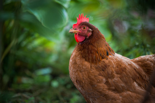 beautiful chicken photo on green background