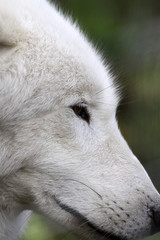 loup
