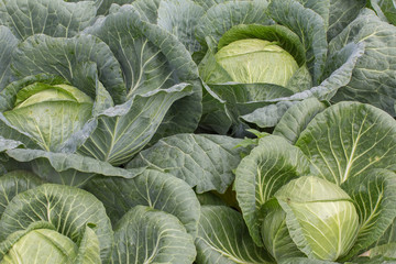 cabbage heads