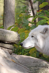 loup