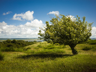 Fototapeta na wymiar Einsamer Baum auf einer Insel