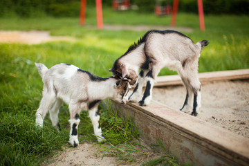 A beautiful photo of two little goats playing