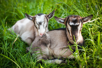 A beautiful photo of two little goats that lie together in grass © Tsyb Oleh