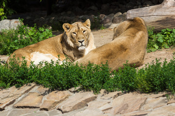 pride rests before the hunt, young male Asian lion and female
