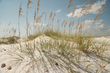 Weisser Traumstrand mit D&uuml;nen und Muscheln in Florida