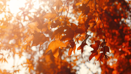 Autumn leaves in morning sunlight, soft focus with abstract blurred bokeh background.