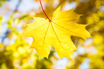 Maple leaf on blurred background of autumn leaves