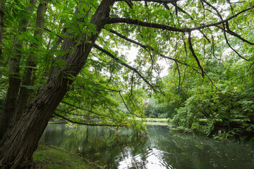 Fototapeta na wymiar View of lush trees and a small pond at the Oliwa Park (Park Oliwski). It's a public park in Gdansk, Poland.