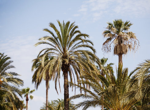 View of palm trees and blue sky.