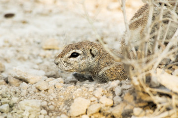 Scoiattolo di terrra