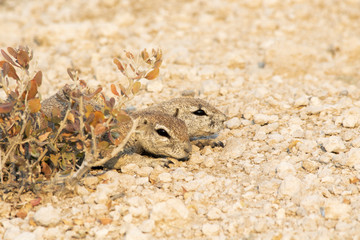 Scoiattolo di terrra