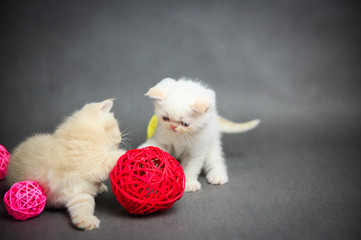 exotic  kittens play with toys on a grey background