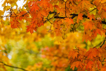Collection of beautiful colorful autumn leaves green yellow orange red