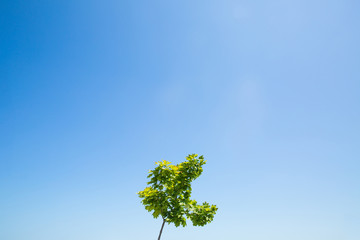 lonely green tree on blue sky background