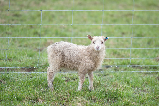 icelandic sheep