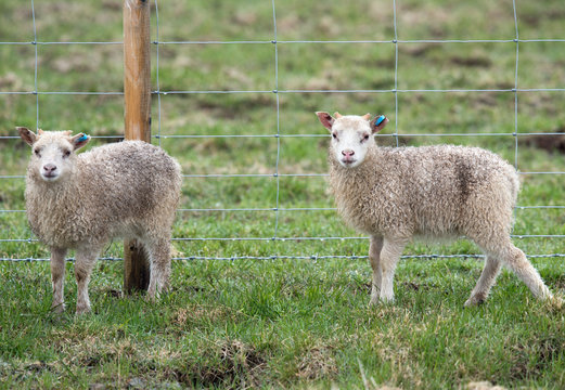 icelandic sheep