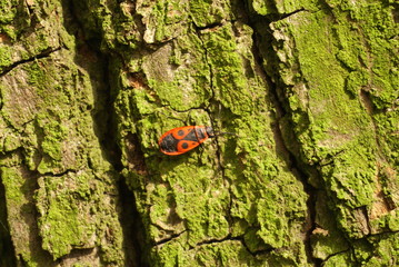 Bedbug-soldier on a tree trunk, red-black beetle, closeup