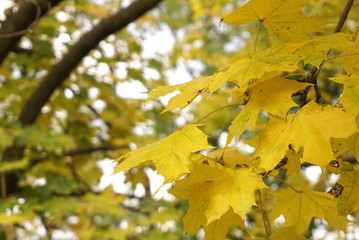 Fototapeta na wymiar Maple branches with yellow leaves in autumn