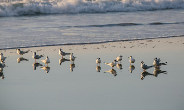 Terns and shore bird reflection on beach