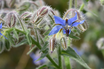 fleur de bourrache © happyculteur
