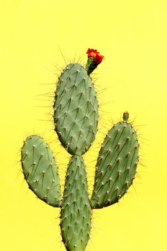 opuntia cactus on colorful background