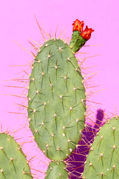 opuntia cactus on colorful background