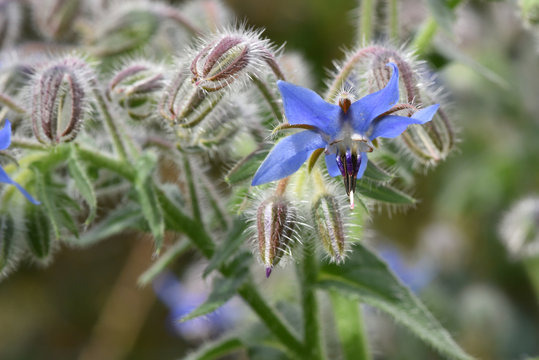 fleur de bourrache