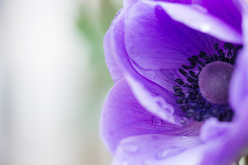 Macro of off center purple anemone flower