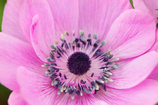 Macro of pretty pink anemone flower