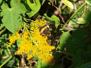 Butterflies and Bees on Golden Rod Blooms