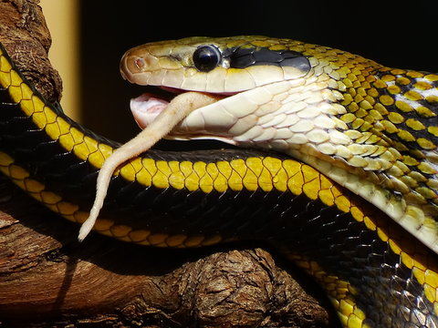 repas du serpent