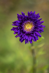 Fototapeta premium A beautiful large flower.