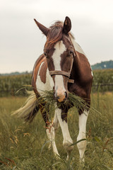 Pferd mit Gras im Maul auf Weide