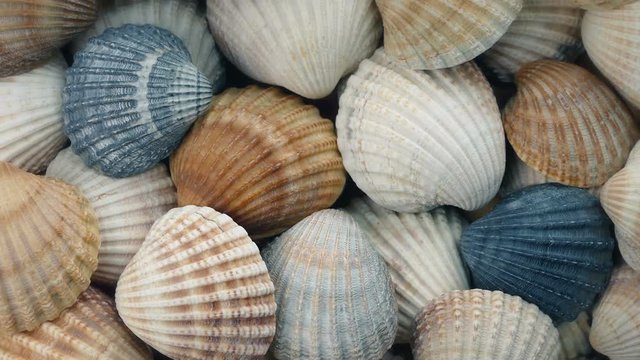 Pile Of Seashells