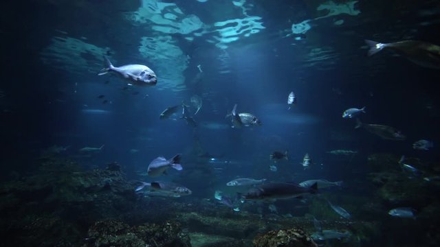 Aquarium with exotic fish