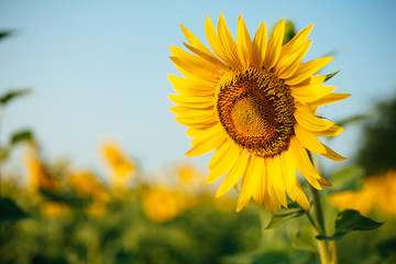 Fototapeta premium Sunflower field