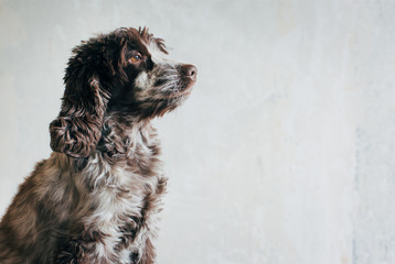 Cocker Spaniel Portrait