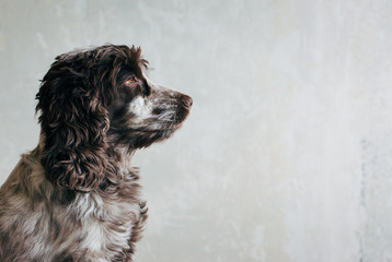 Profile of Cocker Spaniel Sitting in Front of White Wall