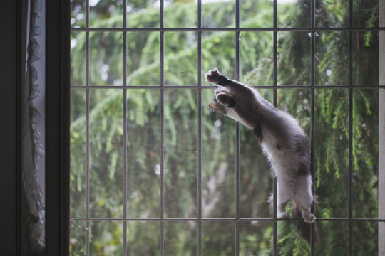 Siberian cat climbing on insect screen