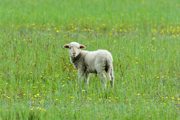 Obraz premium Single lamb in field