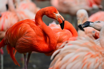 The red flamingo close up