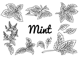 Mint vector drawing set. Isolated mint plant and leaves. Herbal engraved style illustration. Detailed organic product sketch. Cooking spicy ingredient