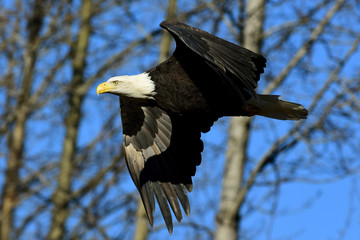 Bald Eagle in Flight
