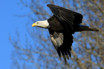Bald Eagle in Flight