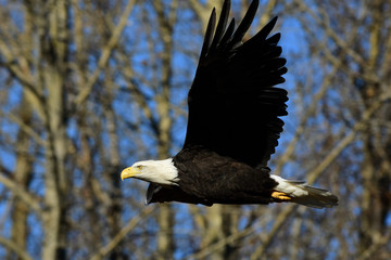 Bald Eagle in Flight