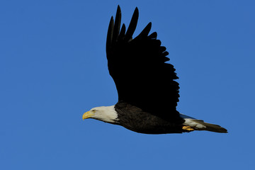 Bald Eagle in Flight