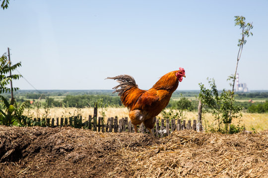 A rooster roams free on the farm