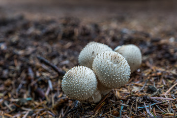 Lycoperdon Perlatum, a kind of puffball mushroom.