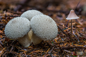 Lycoperdon Perlatum, a kind of puffball mushroom.