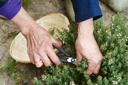 Gardener harvesting thyme